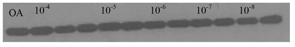 Tacrine-phenothiazine isodiad compound and preparation method thereof