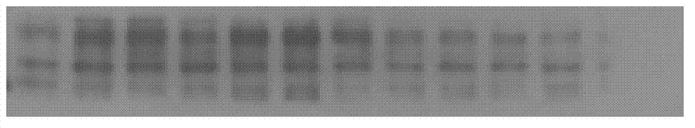 Tacrine-phenothiazine isodiad compound and preparation method thereof