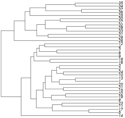 Oudemansiella radicata SSR molecular marker primer group and application thereof