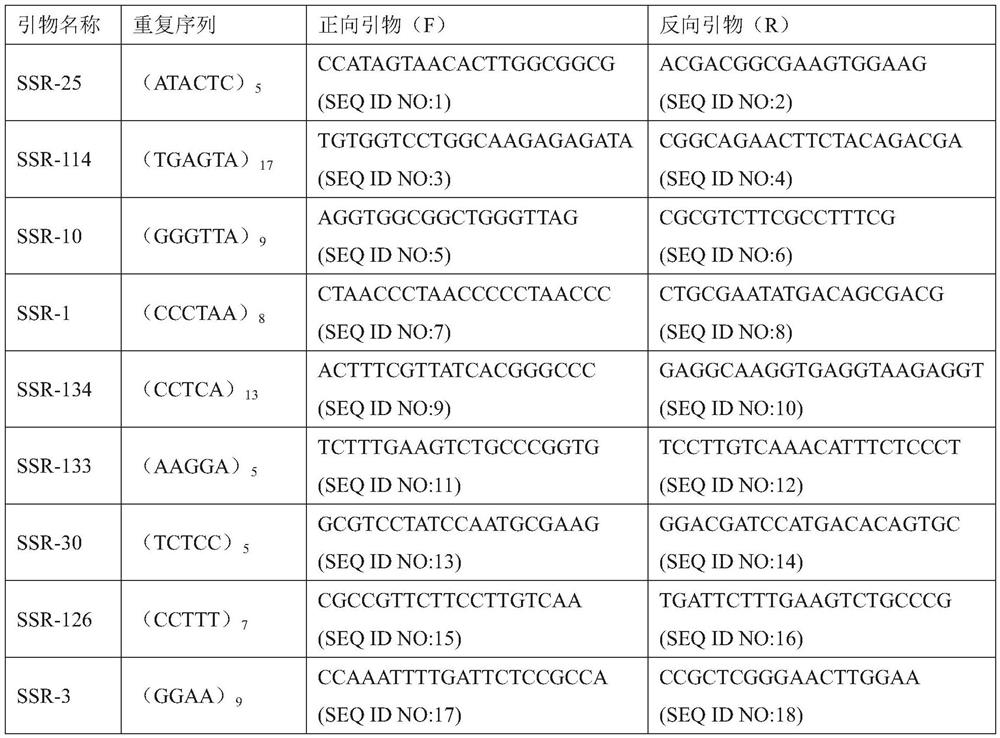 Oudemansiella radicata SSR molecular marker primer group and application thereof