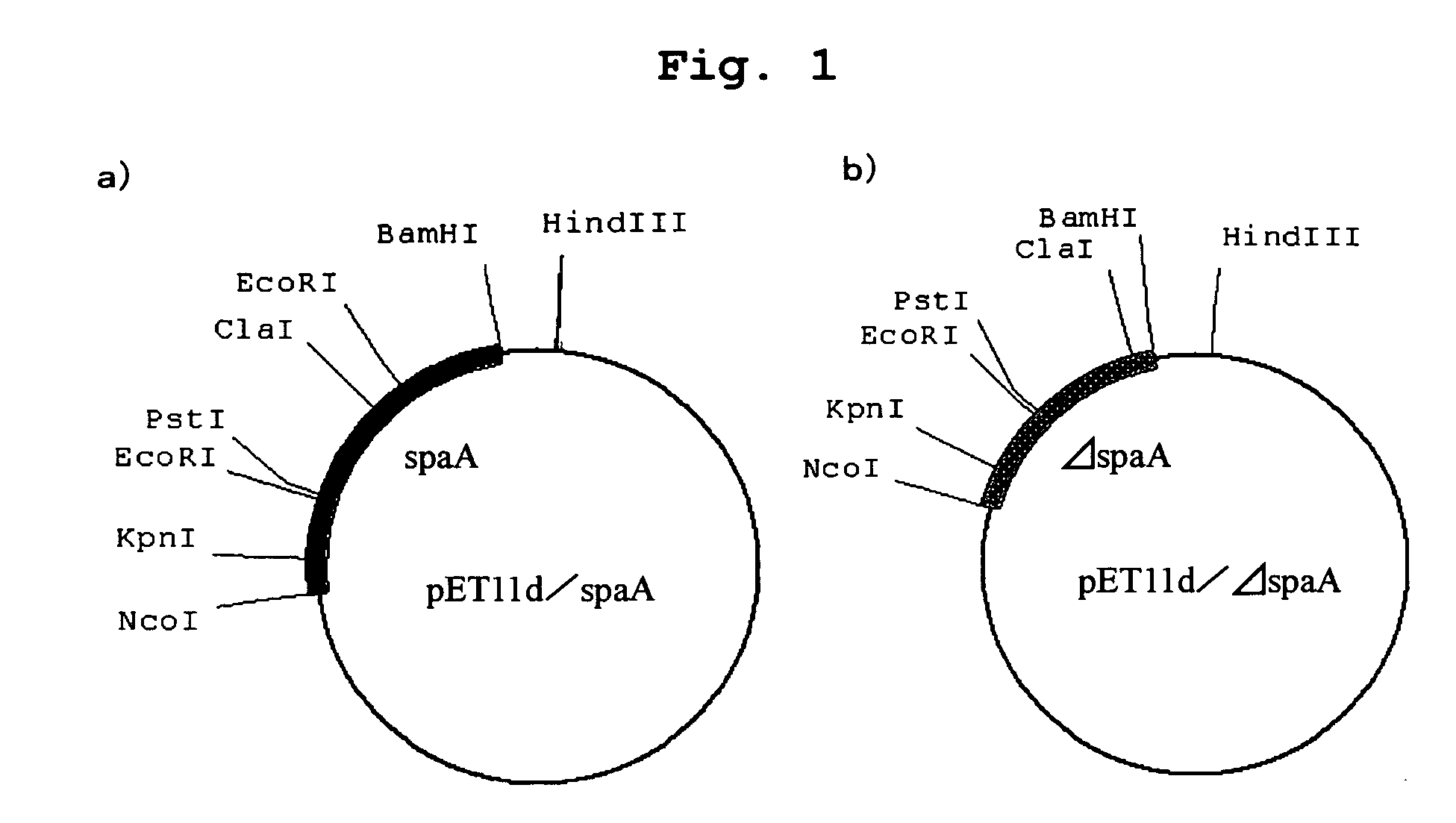 Process for Preparing Variant of Erysipelothrix Rhusiopathiae Surface Protective Antigen in E. Coli