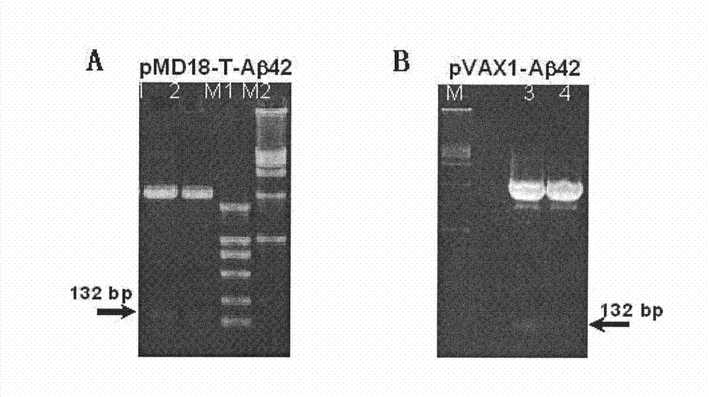 Composite vaccine for Alzheimer's disease prevention and treatment, and preparation method thereof