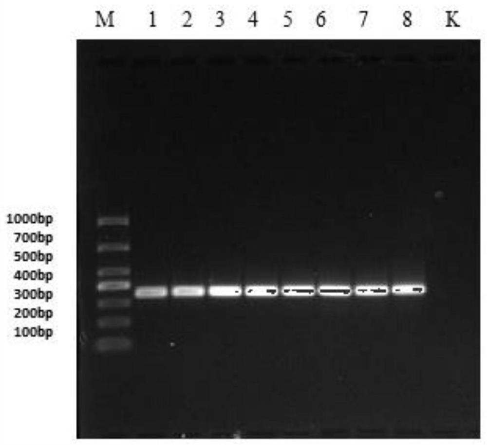 Primer, kit and detection method for rapid detection on ingredients of traditional Chinese medicinal material passer montanus