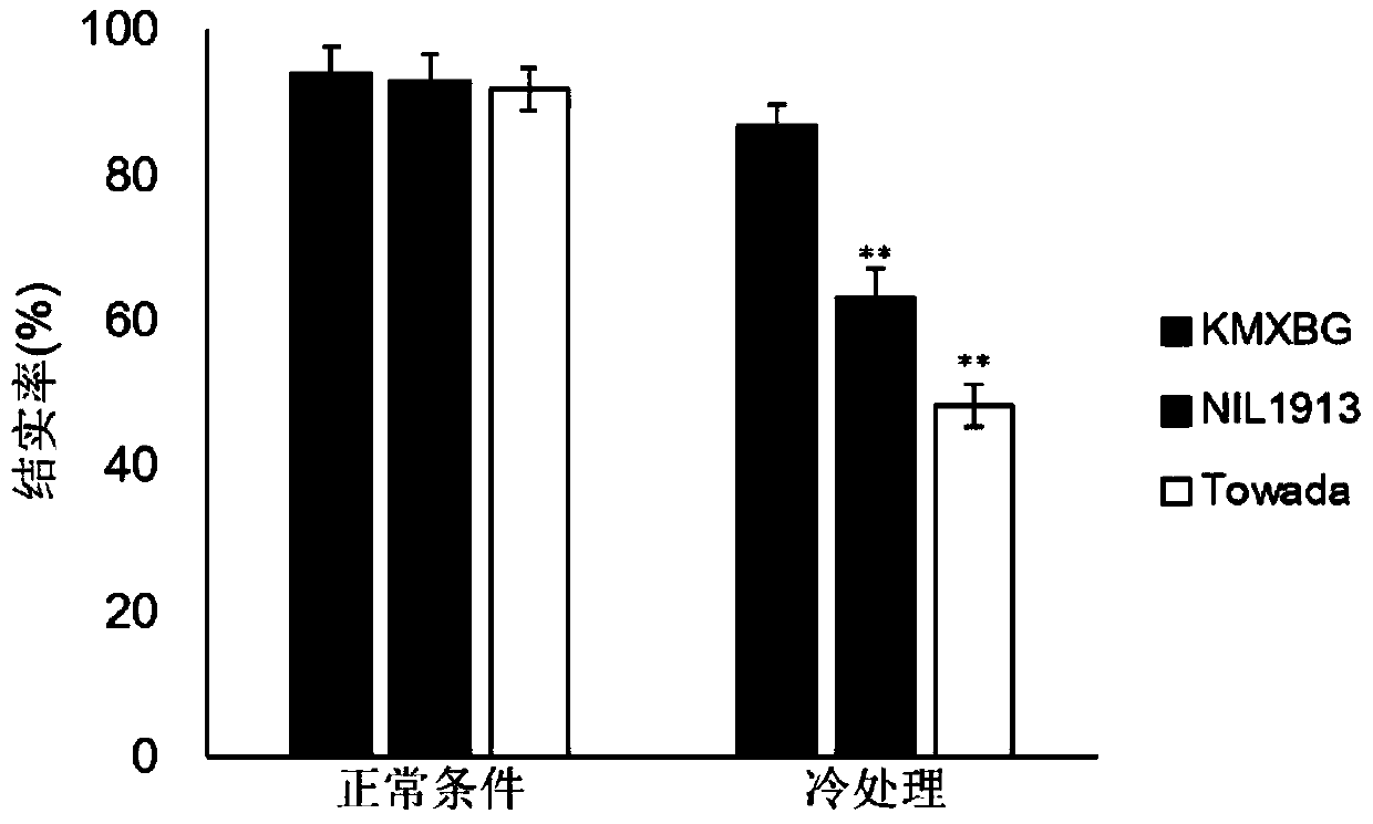 A rice booting stage cold tolerance-related protein ctb4a and its coding gene and application
