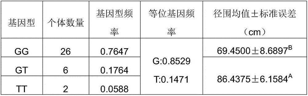 SNP (single nucleotide polymorphism) marker related to hevea brasiliensis stem girth and application thereof