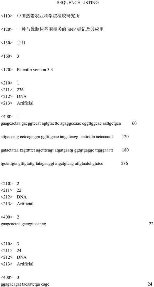 SNP (single nucleotide polymorphism) marker related to hevea brasiliensis stem girth and application thereof