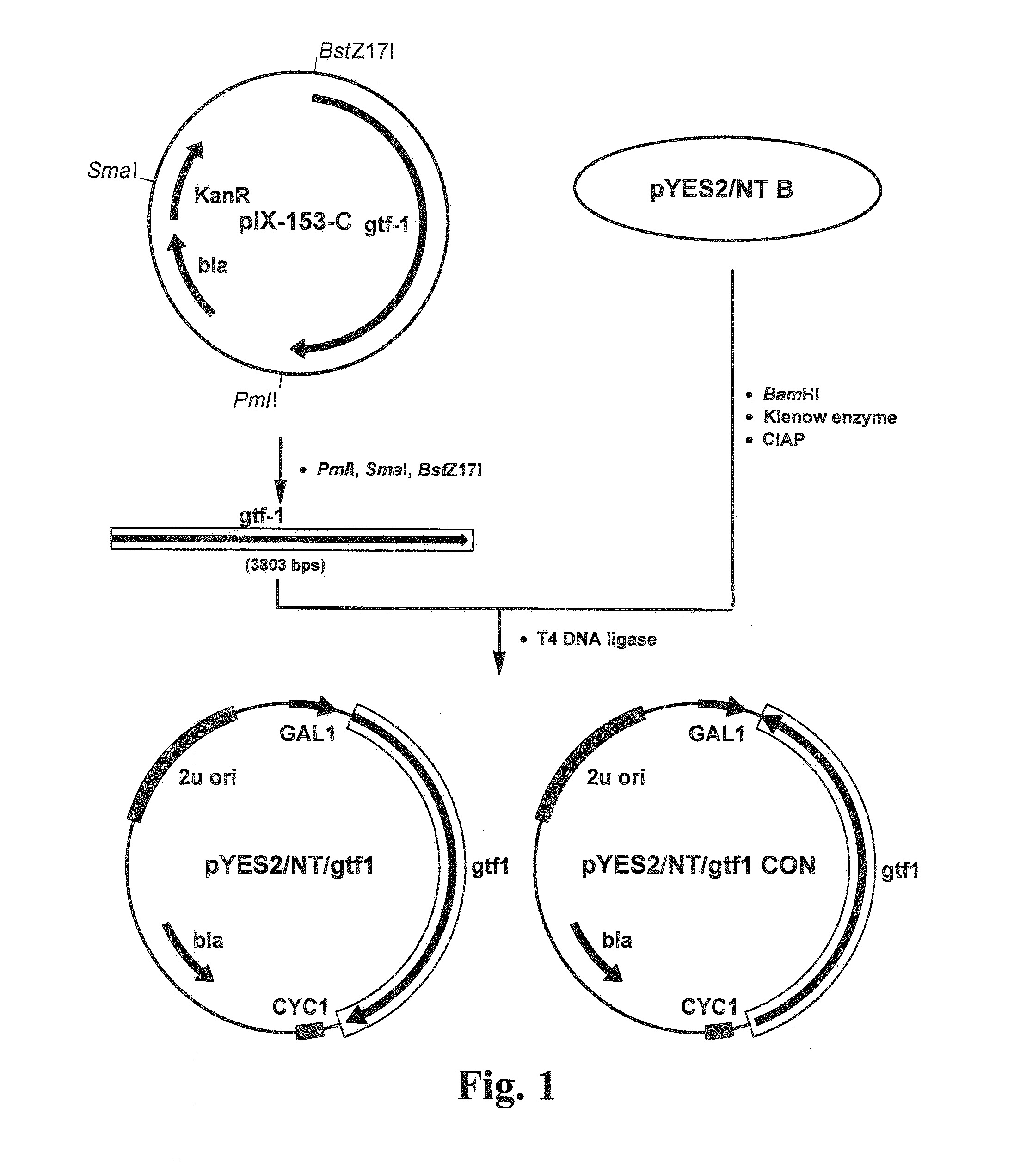 Novel use of glucosyltransferase gene