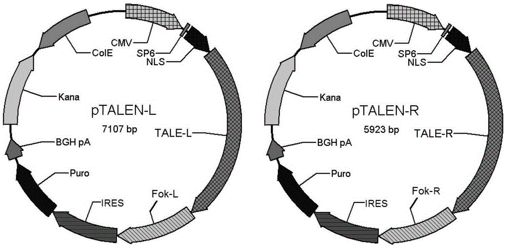 A kind of goat mstn gene site-directed modification system and its application