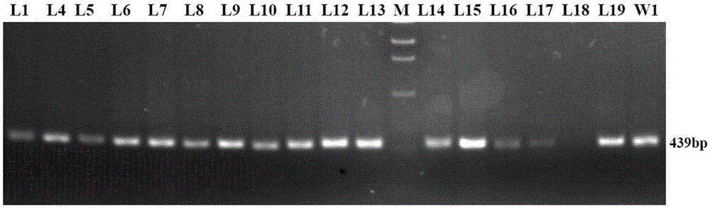 A kind of goat mstn gene site-directed modification system and its application