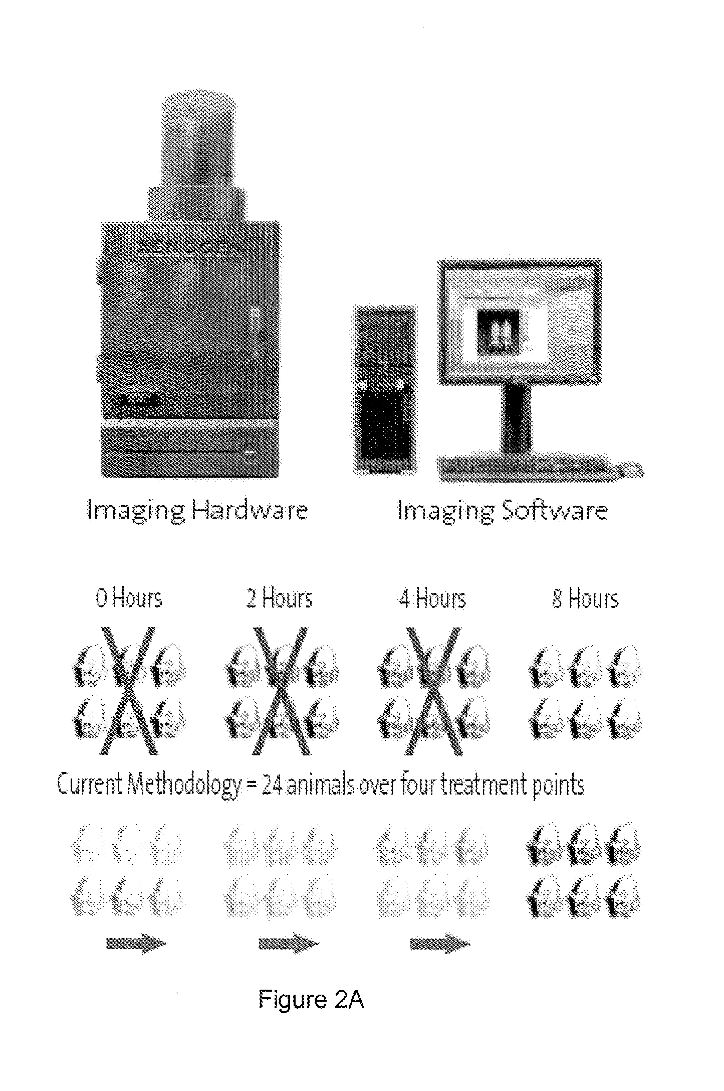 Transgenic non-human animal and uses thereof