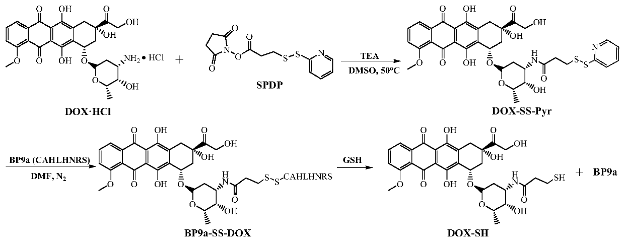 Transferrin receptor targeting polypeptide analogue-adriamycin conjugate and a preparing method and application thereof