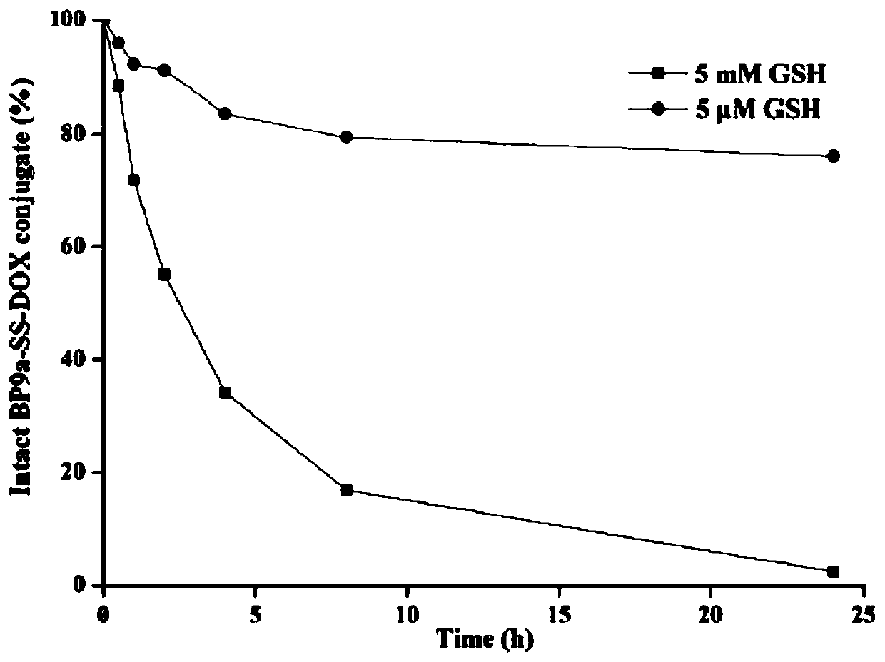 Transferrin receptor targeting polypeptide analogue-adriamycin conjugate and a preparing method and application thereof