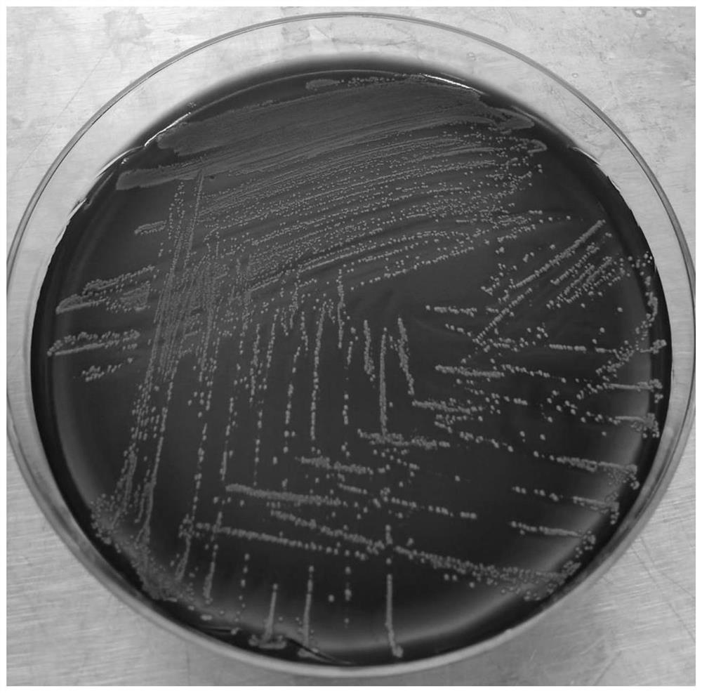 Corynebacterium and application thereof in ocular surface fungal infection resistance
