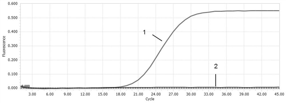 Primers and probe for dual real-time fluorescent quantitative PCR detection of duck circovirus type 1 and duck circovirus type 2