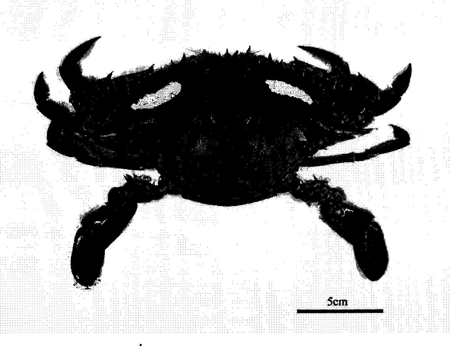 Method for forecasting laying season of portunus trituberculatus