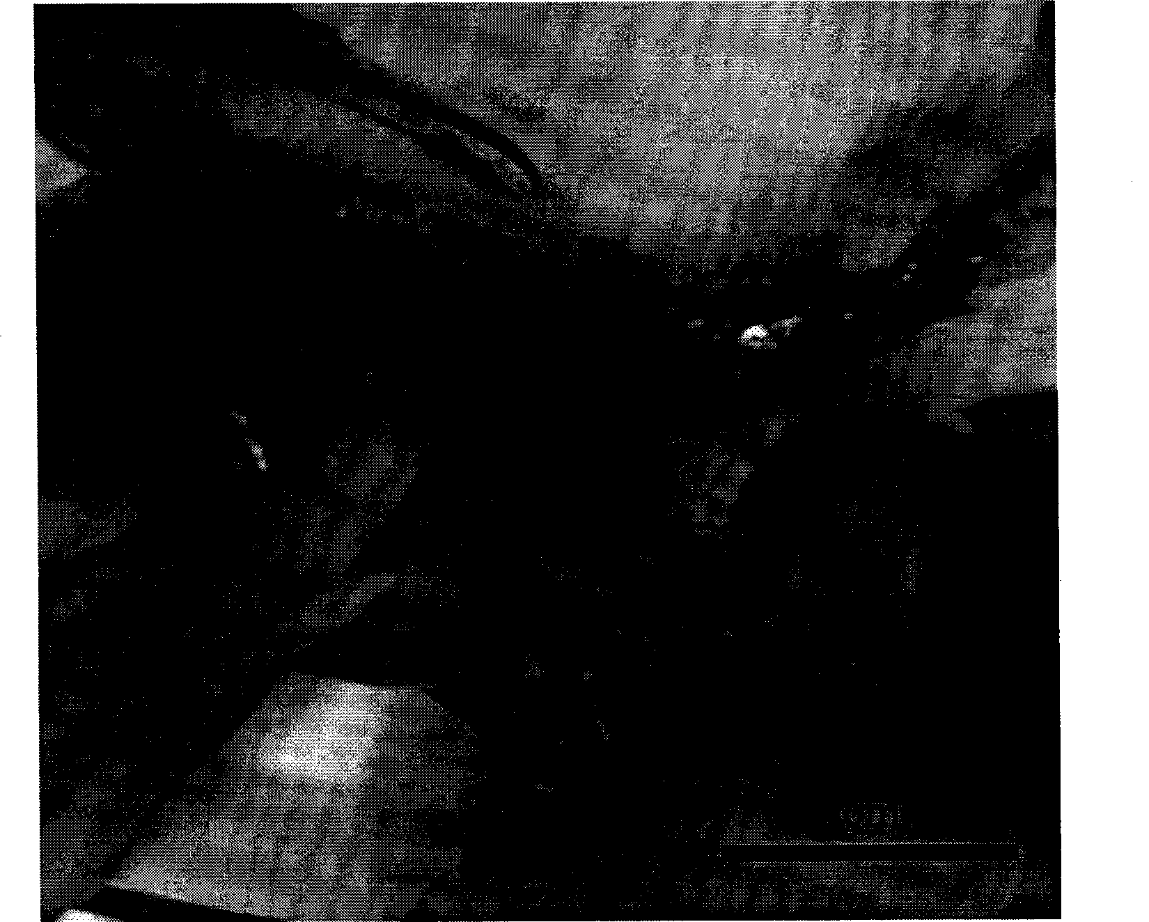 Method for forecasting laying season of portunus trituberculatus