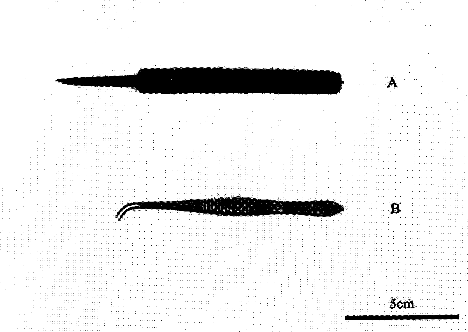 Method for forecasting laying season of portunus trituberculatus