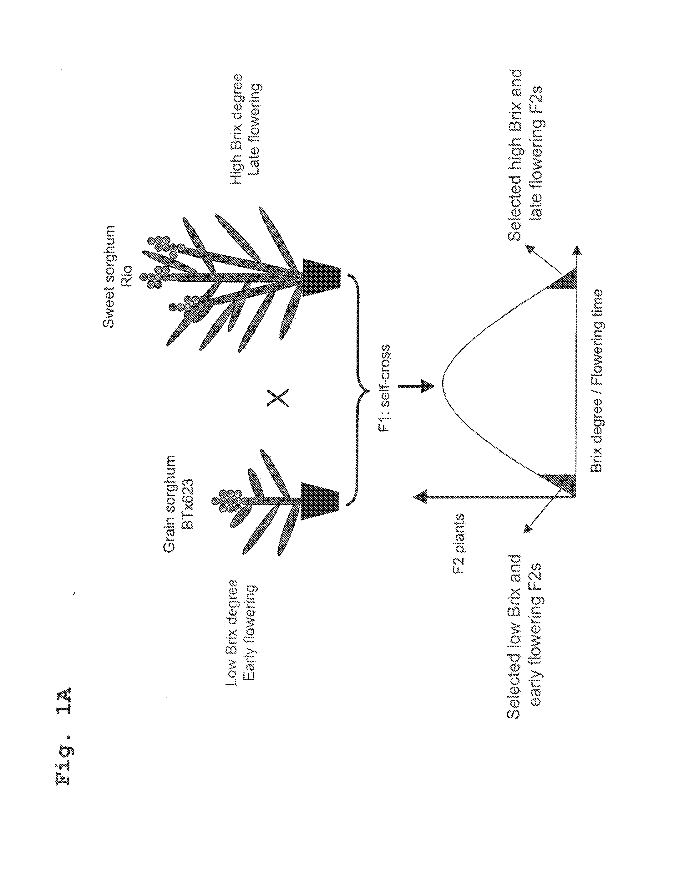Compositions and Methods for the Regulation of Carbohydrate Metabolism and Flowering in Plants