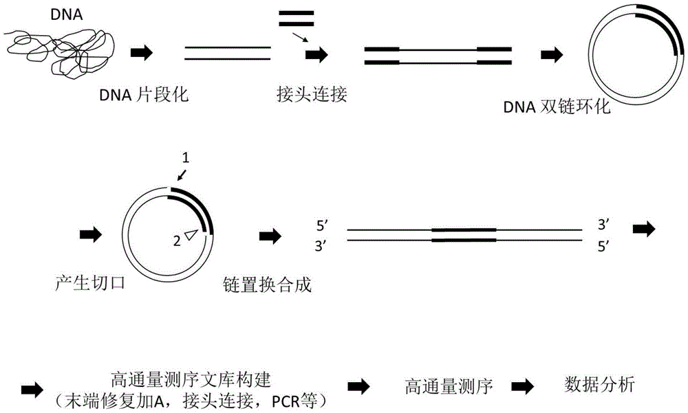 Sequencing library and preparation and application thereof