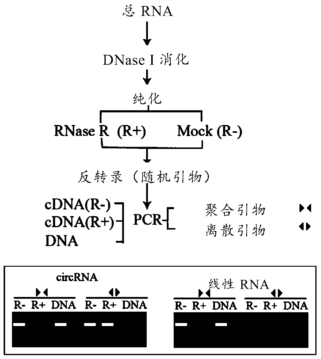 A circRNA PSY1-circ1 involved in lycopene biosynthesis