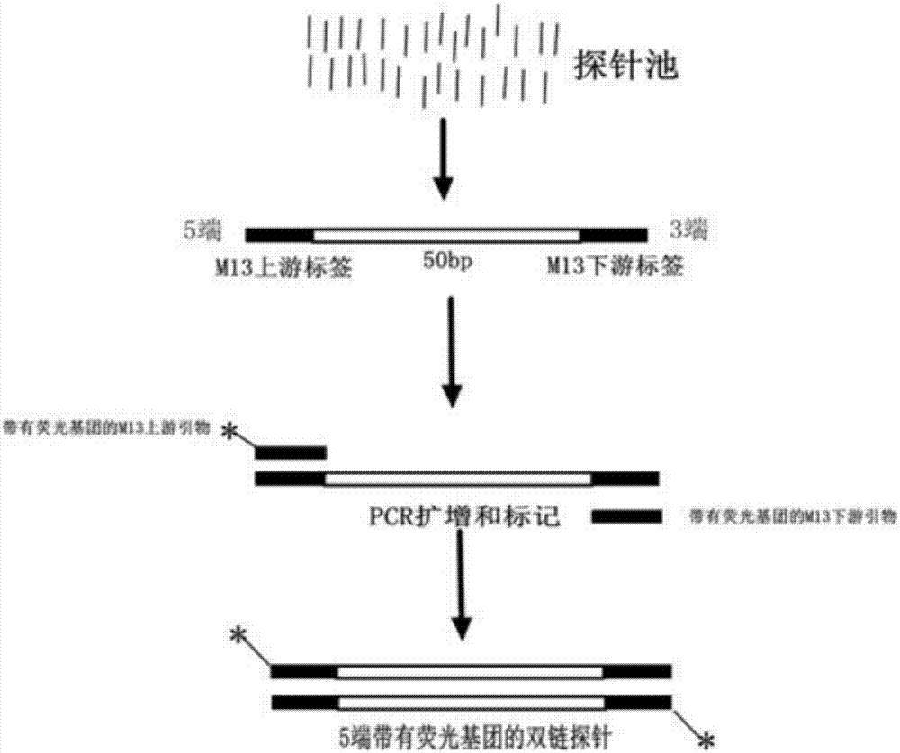 PML/RARA (promyelocytic leukemia/retinoic acid receptor alpha) fusion gene quick detection probe with low cost and preparation method and application thereof