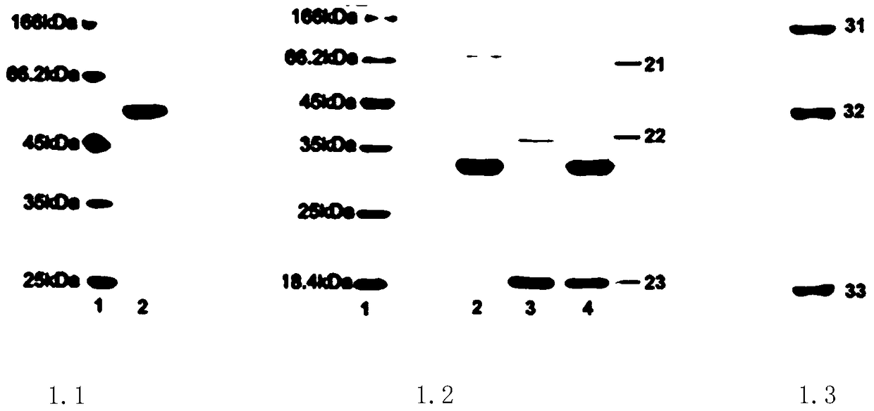 A tumor necrosis factor-related apoptosis ligand fusion protein and its preparation method and application