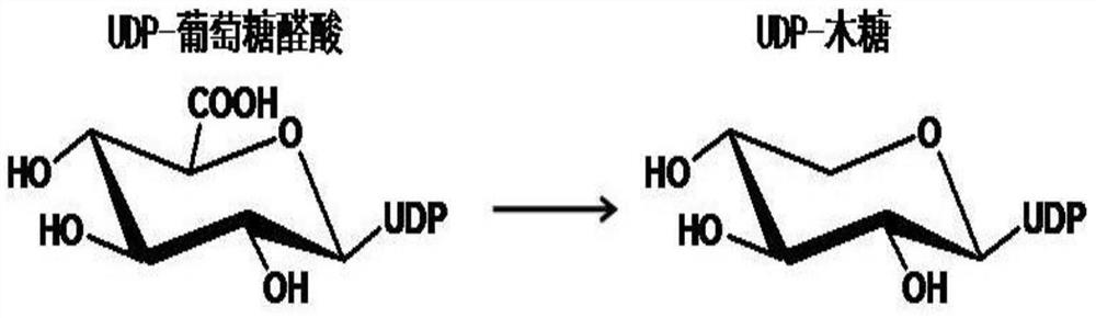 A kind of uridine-5'-diphosphate xylose synthase derived from Dieffenbachia tiger eye, its nucleotide sequence and application