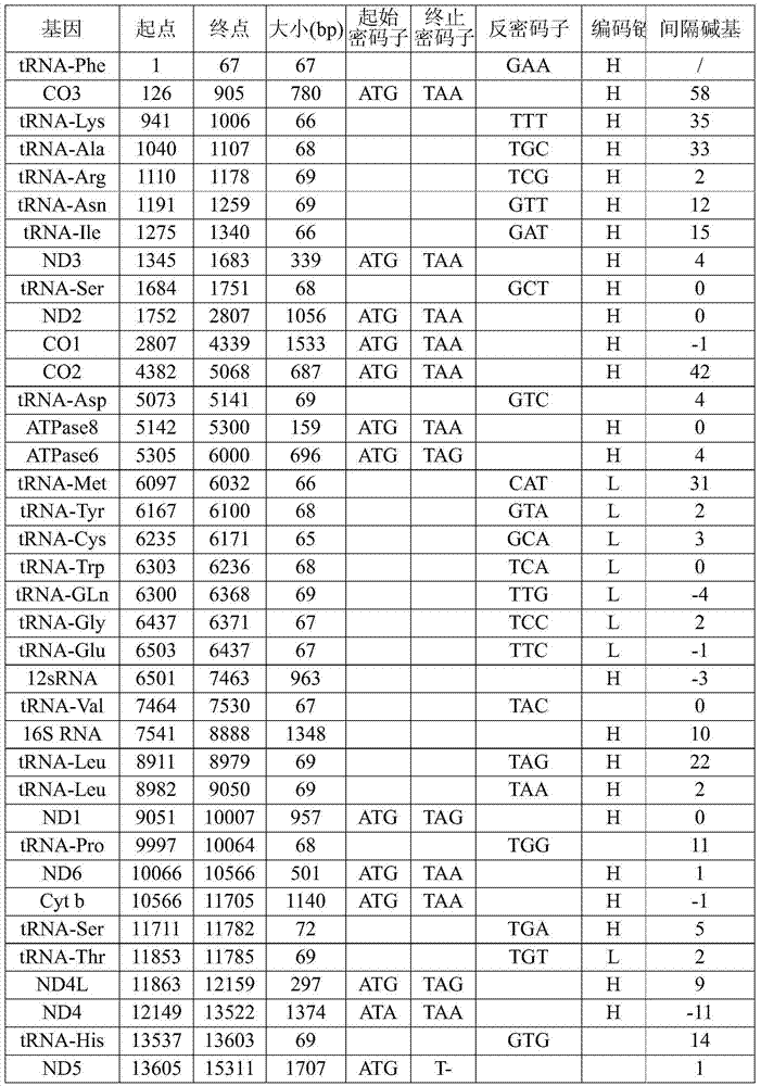 Whole genome sequence of babylonia lutosa mitochondria and amplification primers thereof