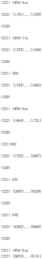 Whole genome sequence of babylonia lutosa mitochondria and amplification primers thereof