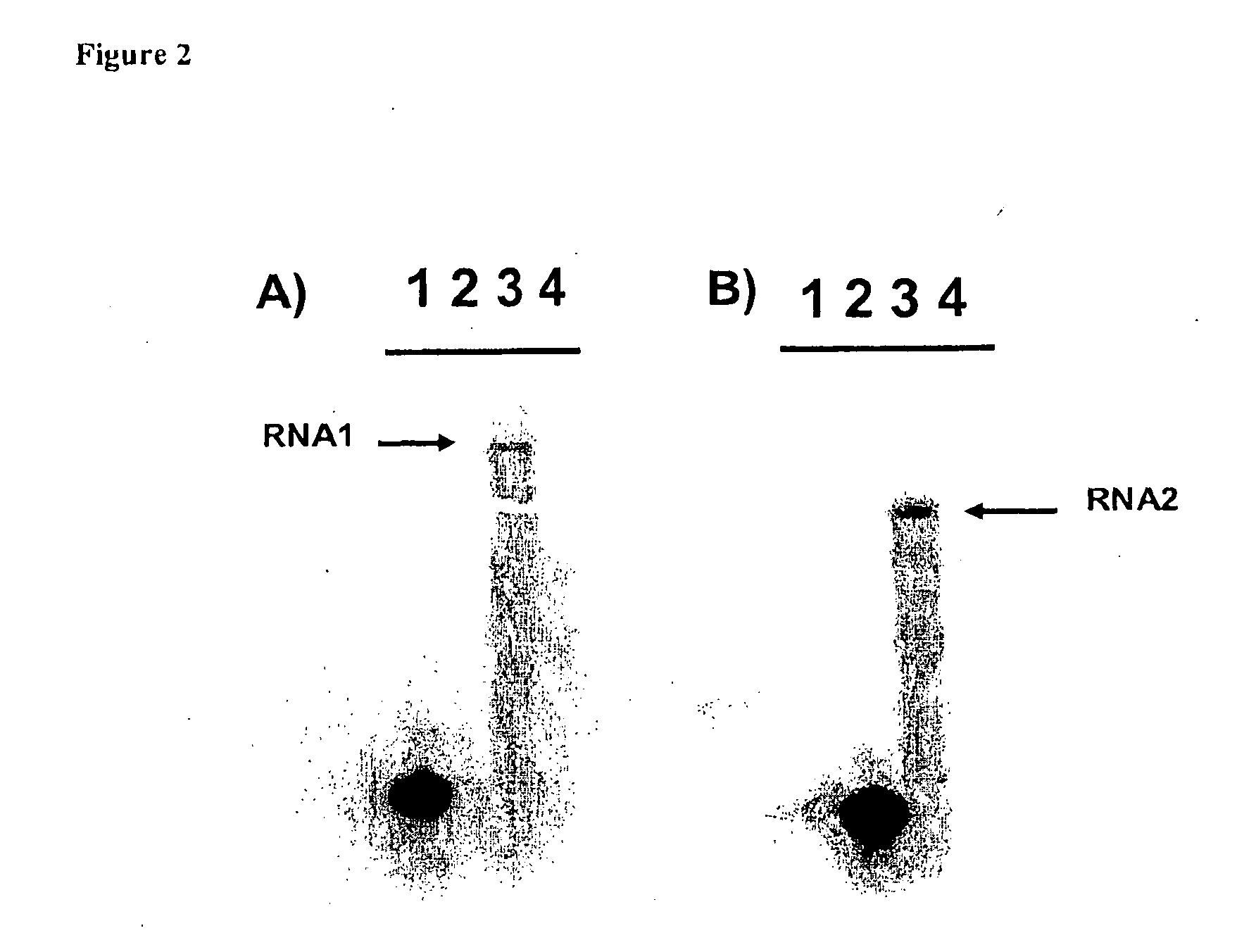 Isolated nucleic acid molecules from the genome of citrus leprosis virus and uses thereof