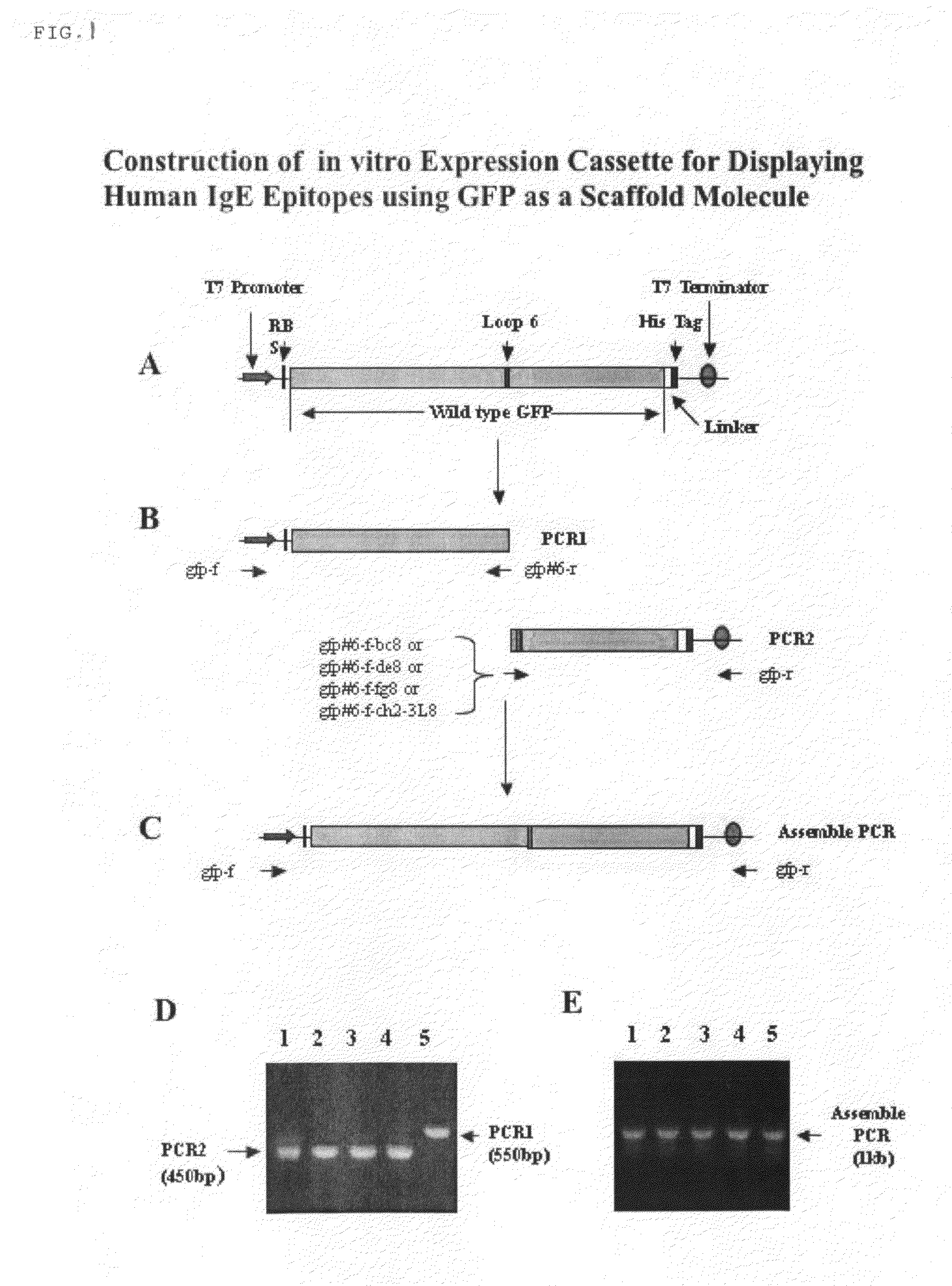 Methods of B-cell epitope antigenic systems-discovery