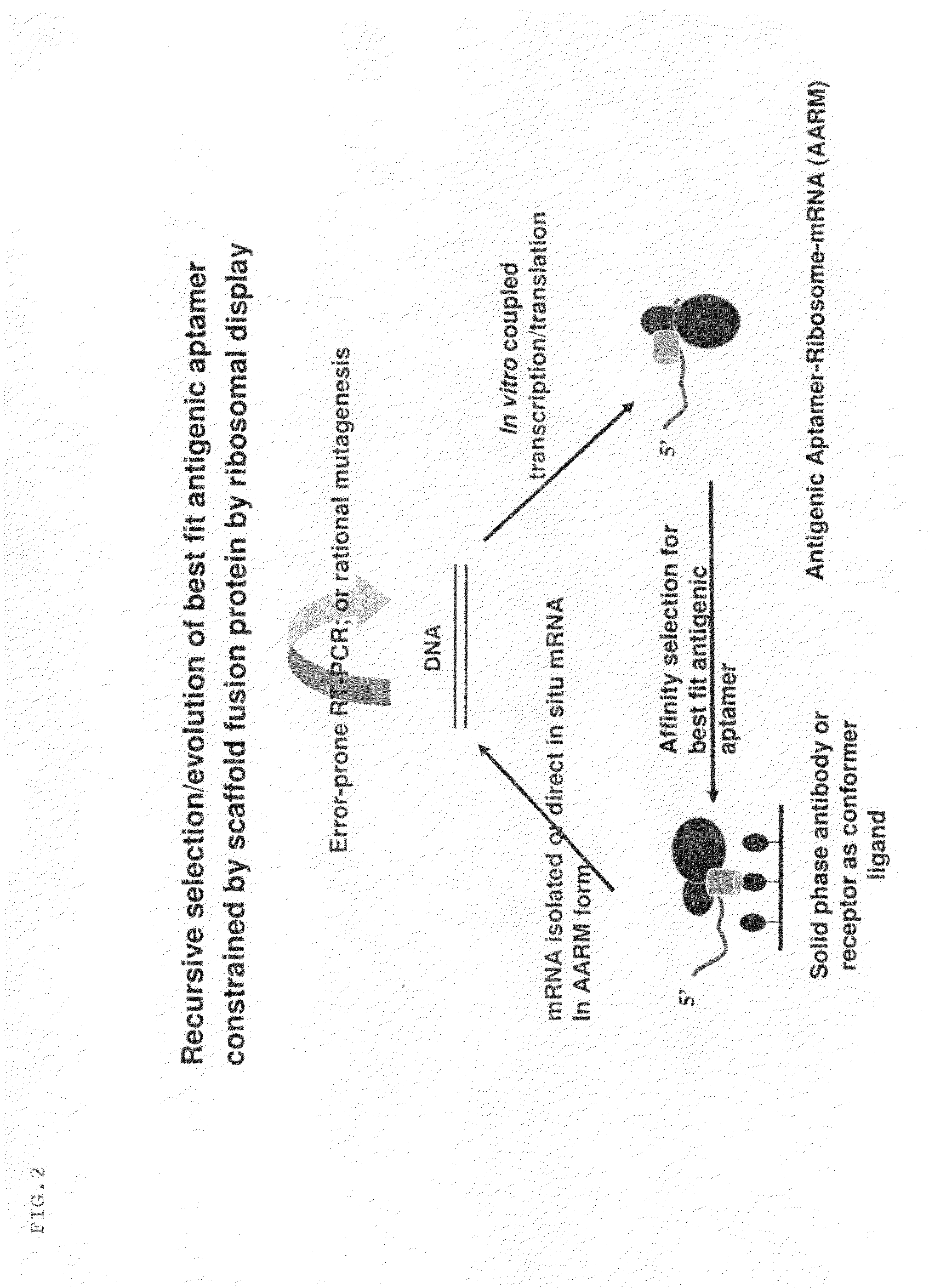 Methods of B-cell epitope antigenic systems-discovery