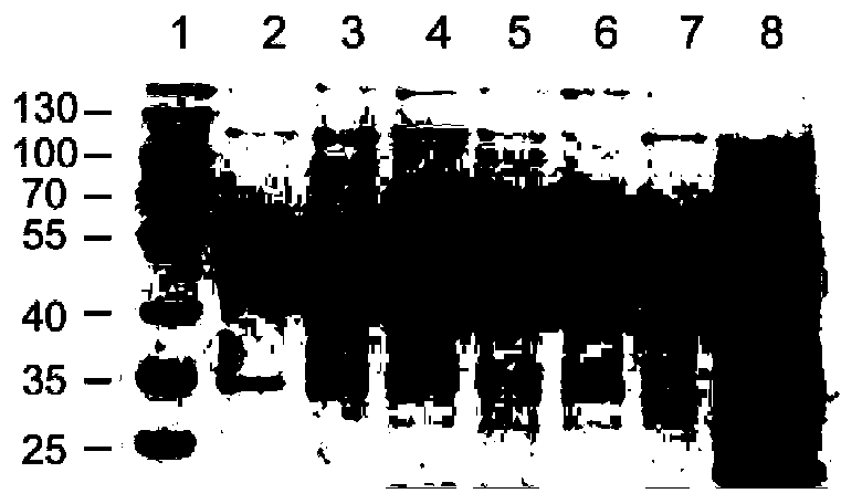 Mutant of human papillomavirus type 51 L1 protein