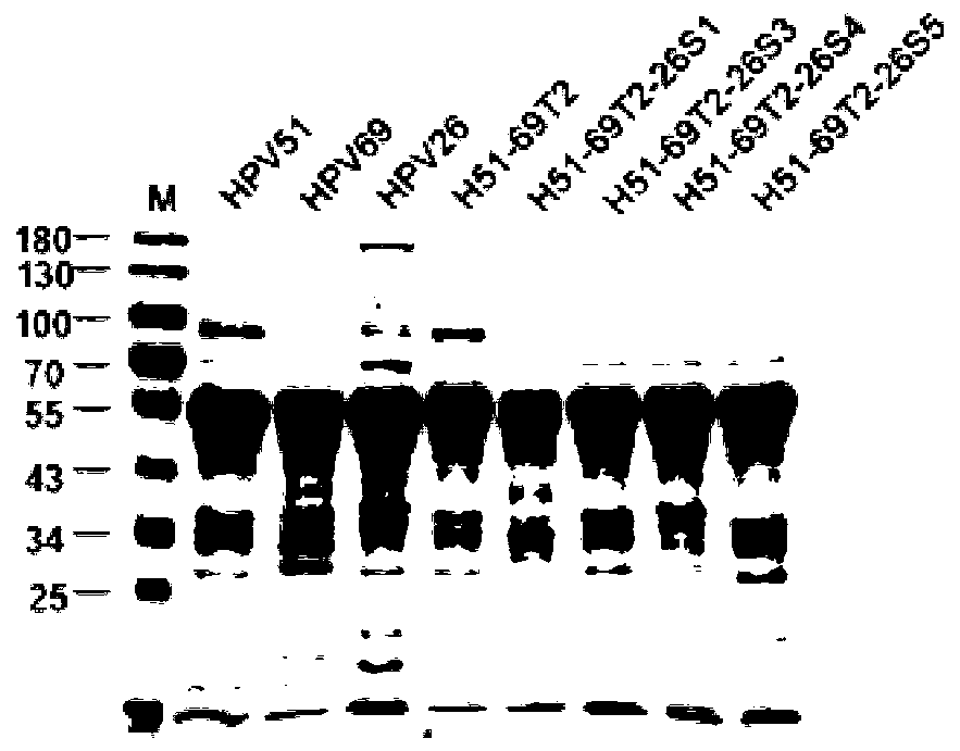 Mutant of human papillomavirus type 51 L1 protein