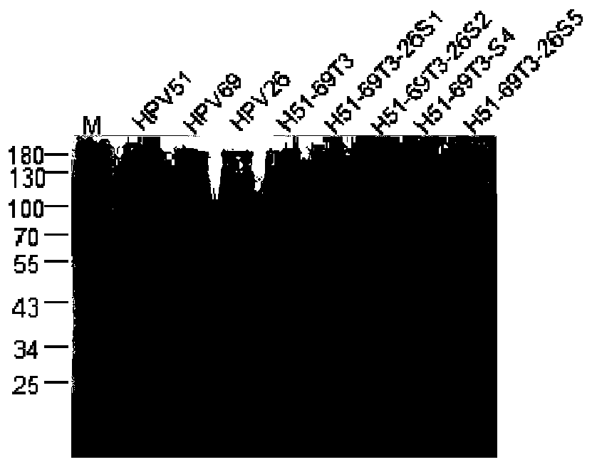 Mutant of human papillomavirus type 51 L1 protein