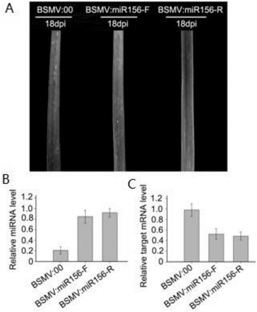 Recombinant barley stripe mosaic virus-mediated wheat target miRNA overexpression method