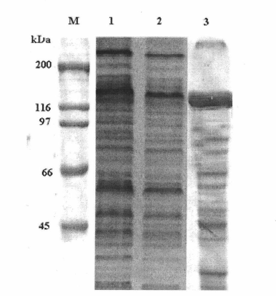 Novel Bt protein Cry4Cc1, coding gene thereof and use
