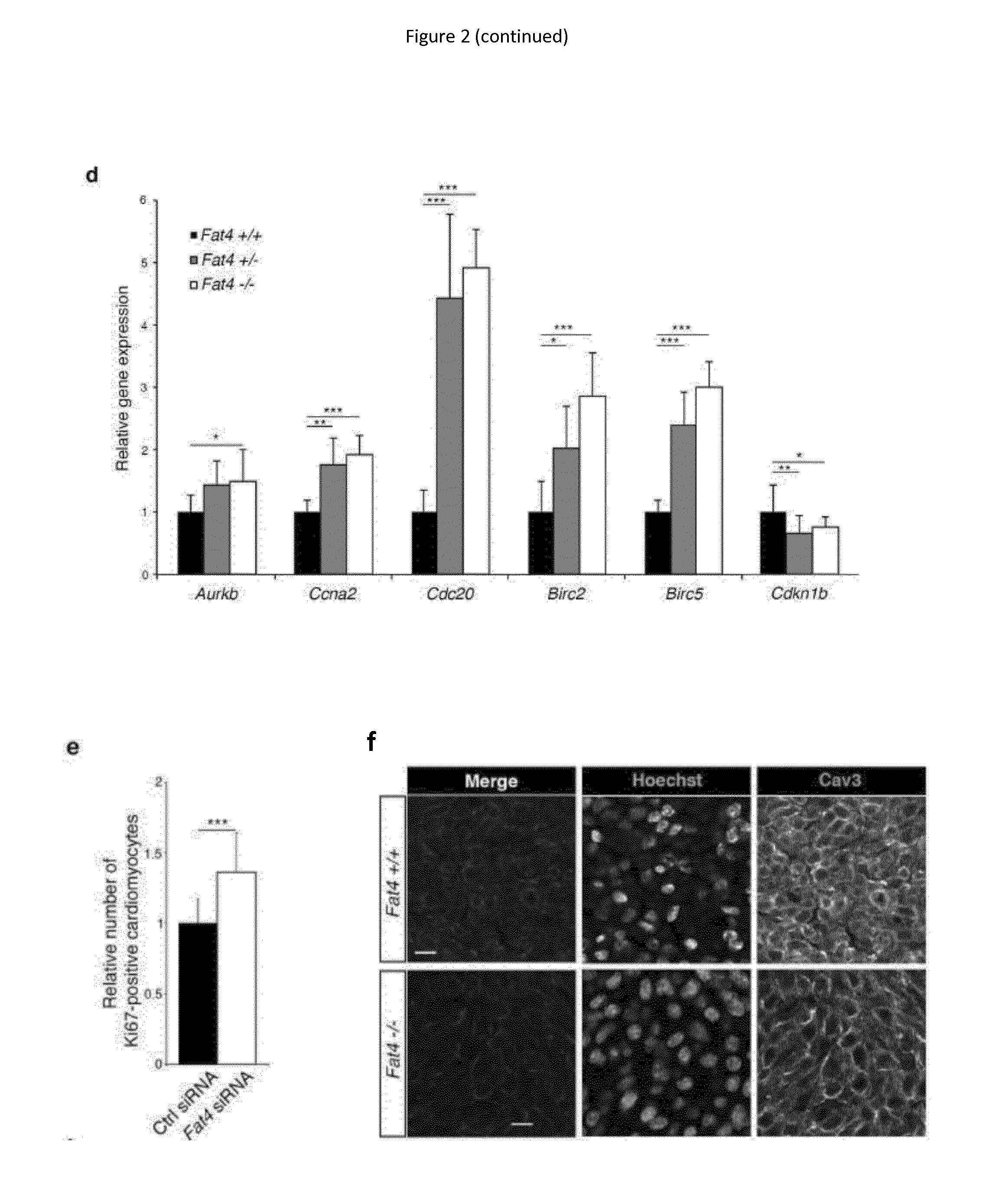 Treatment of cardiac diseases with modulators of the hippo pathway