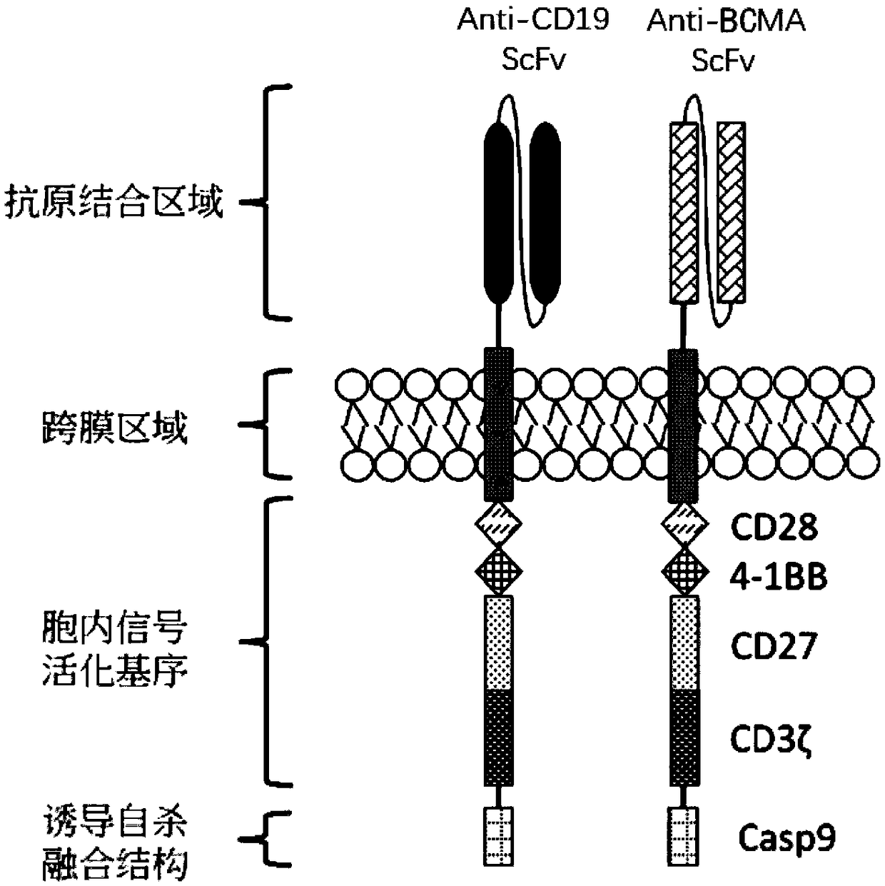 Double chimeric antigen receptor gene-modified immune cell based on CD19 and BCMA and application thereof