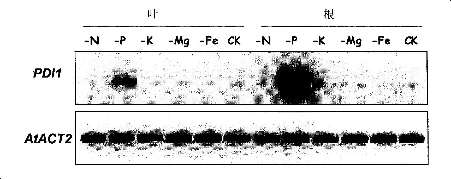 Phosphorus starvation induced gene promoter and its application