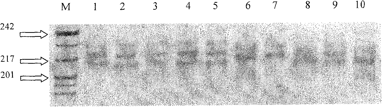 Offspring-parent discrimination method for Chinese Hesitan milk cow and its special-use primer and kit