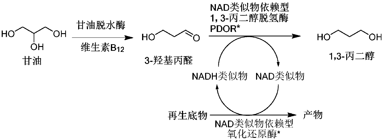 Method for producing 1,3-propanediol by biologically catalyzing glycerol