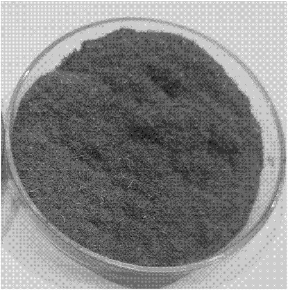Organic bacterium fertilizer taking sludge as raw material and preparation method thereof