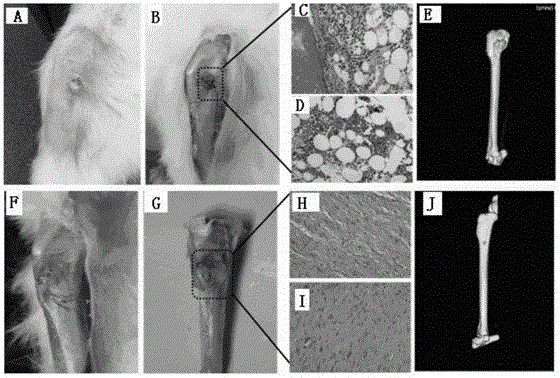 Preparation method of bone carbuncle rabbit model and application thereof