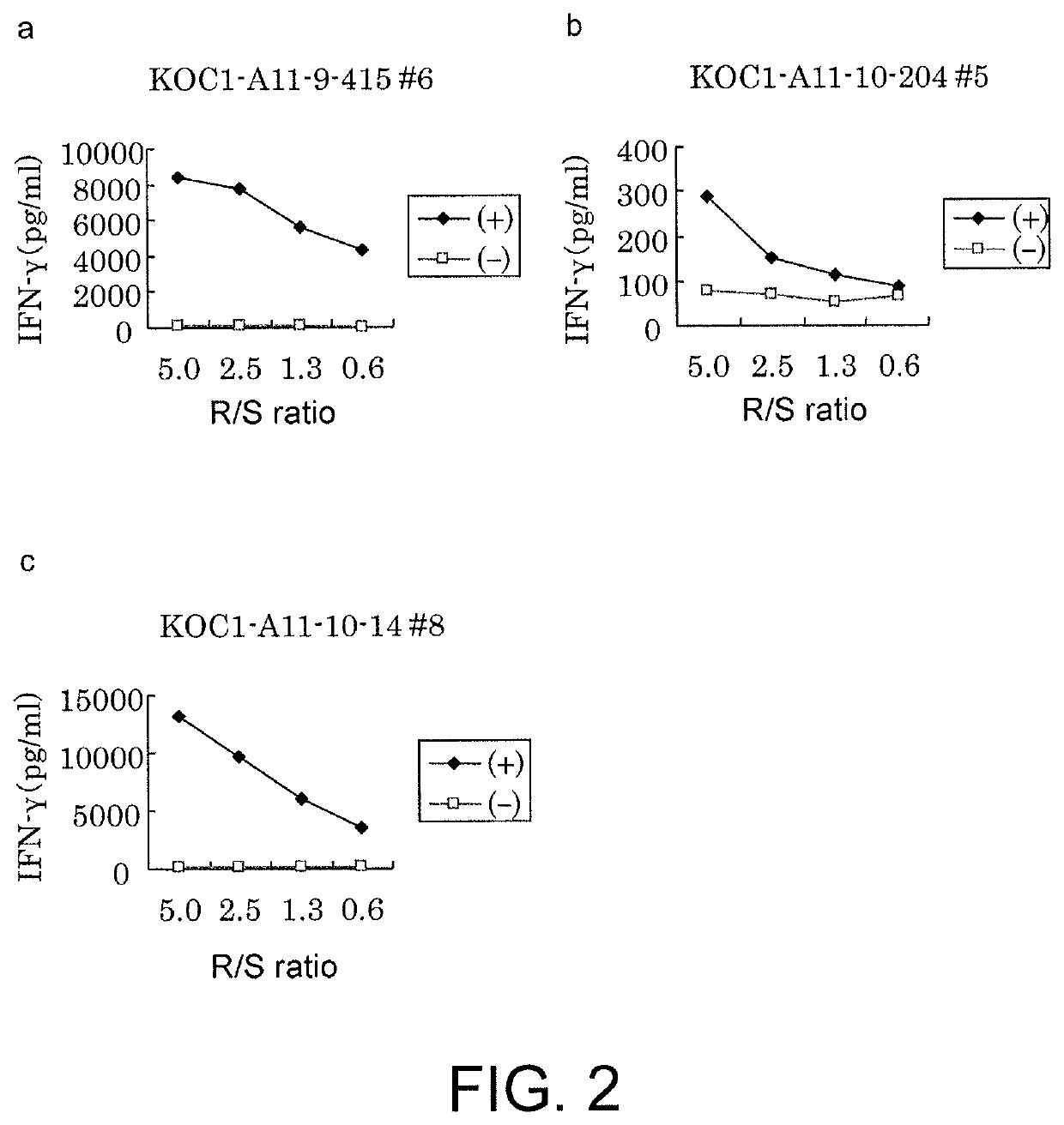 KOC1-derived peptide and vaccine including same