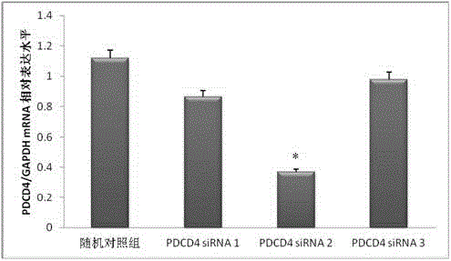 SiRNA (small interfering ribonucleic acid) inhibiting PDCD4 (programmed cell death4) gene expression and application of siRNA
