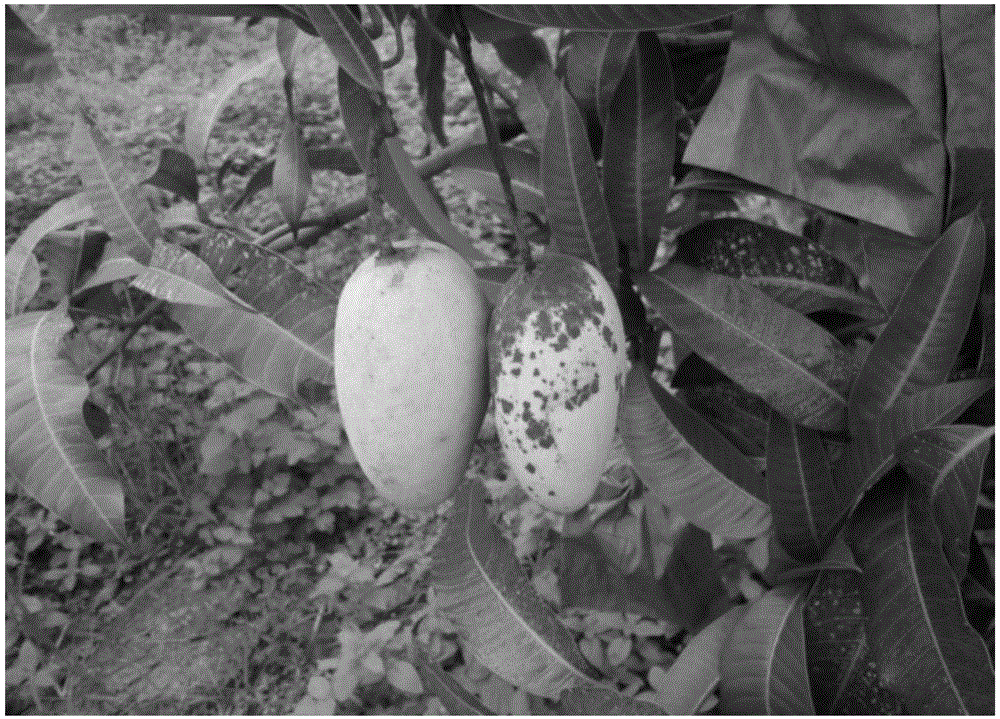 Spray-filmed composite material for fruit and vegetable or crop bagging, as well as preparation and application thereof