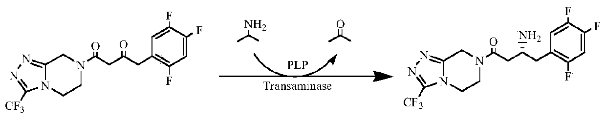 Transaminase-coenzyme co-immobilization engineering bacteria and application