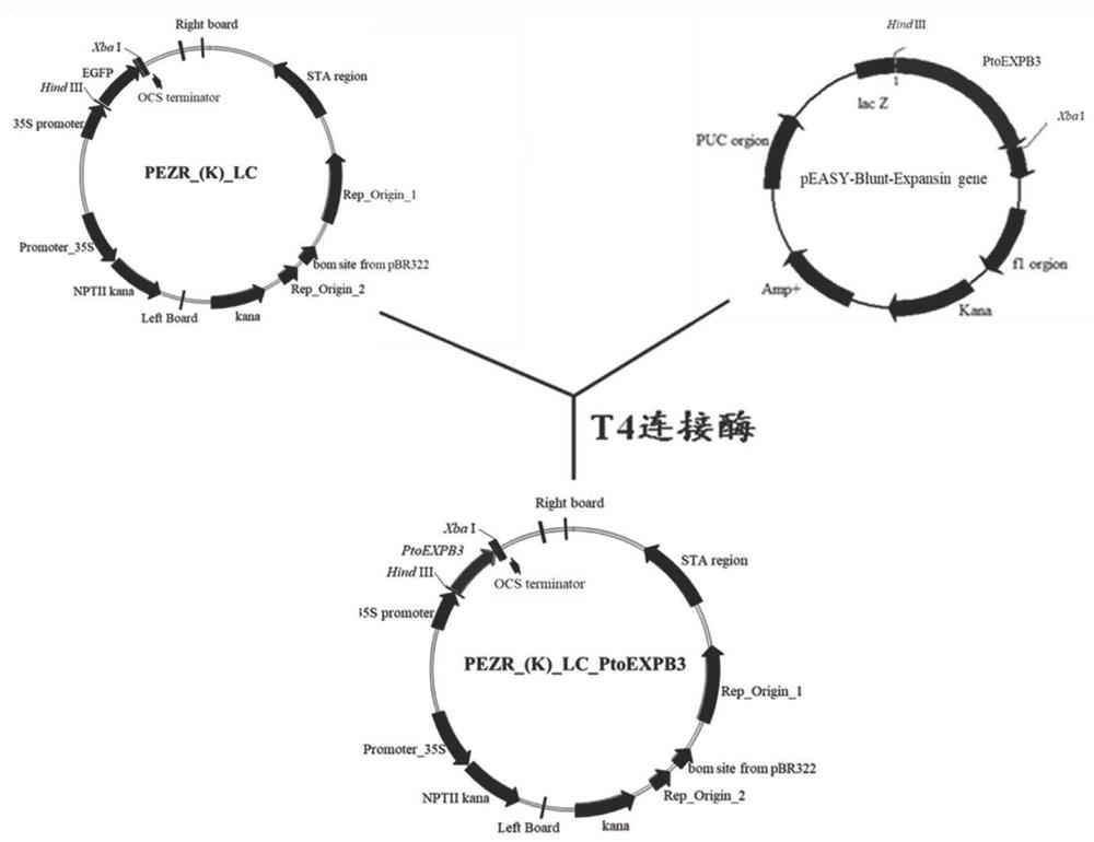 A protein related to plant flowering time and its application