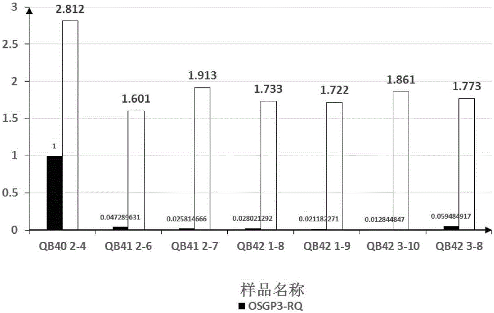 Application of OsGP3 gene in improving photoinhibition resistance of rice